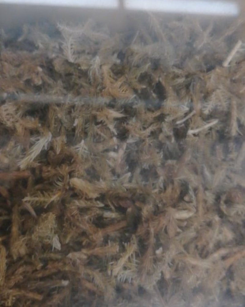 申筋草
