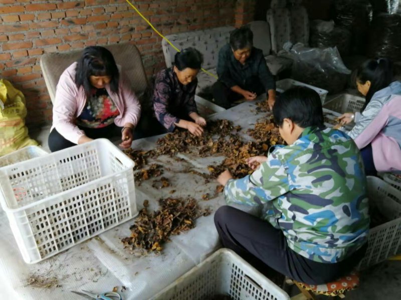 野生松蘑烤干，需要货的老板直接电联