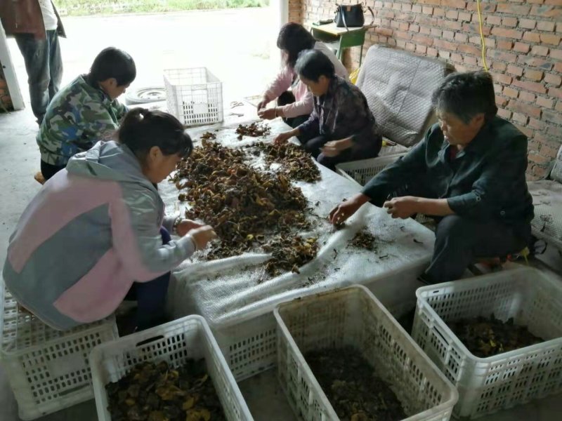 野生松蘑烤干，需要货的老板直接电联