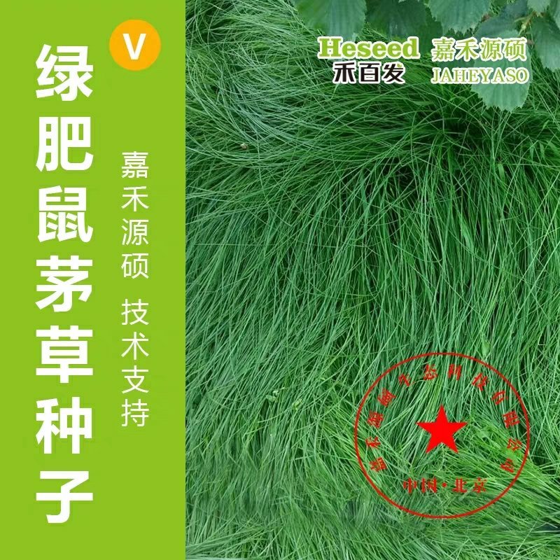 进口鼠茅草种子丨嘉禾源硕企业店