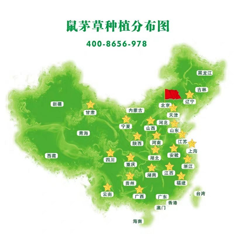进口鼠茅草种子丨嘉禾源硕企业店