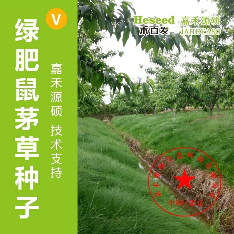 进口鼠茅草种子丨嘉禾源硕企业店