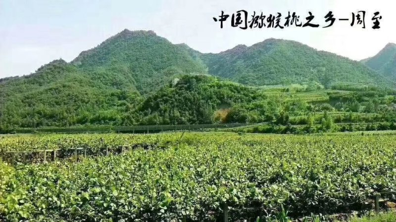 翠香猕猴桃