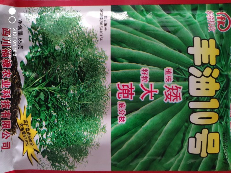 丰油10号油菜籽种子，高产600斤，含油量48%宜机收