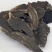 玄参千余品种供应承接订单