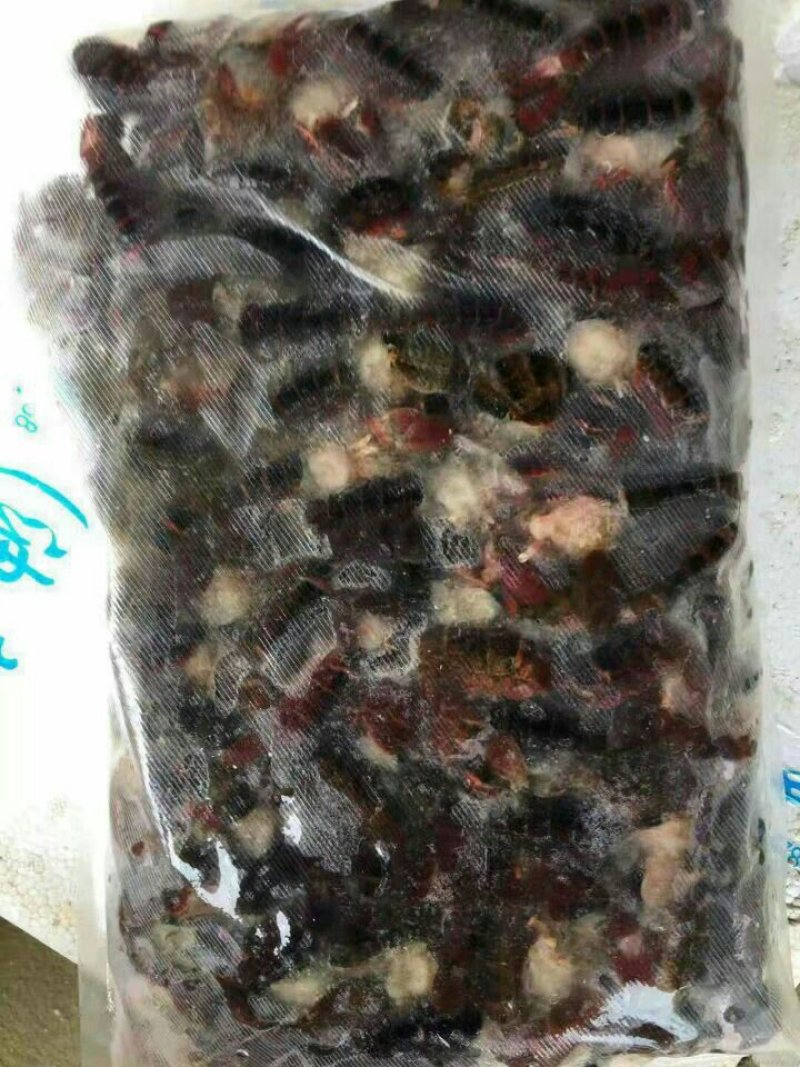 速冻小龙虾尾，去过虾线