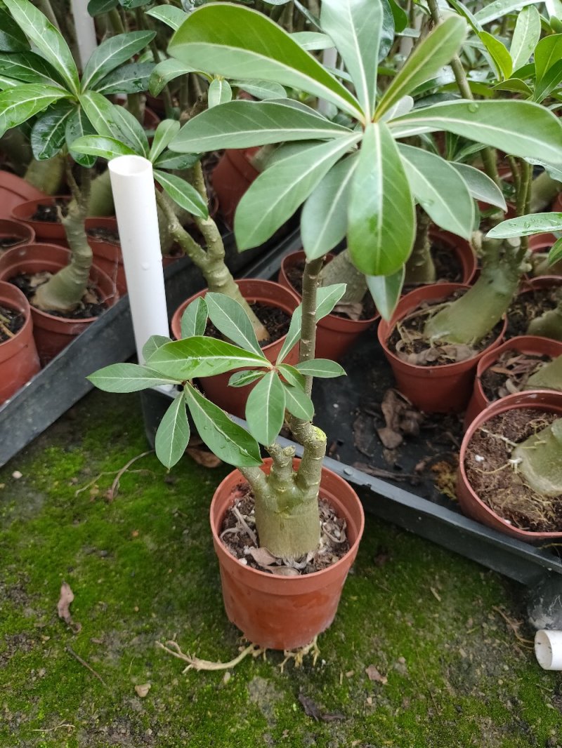 沙漠玫瑰盆栽多肉观型观花绿植喜阳耐旱基地直销