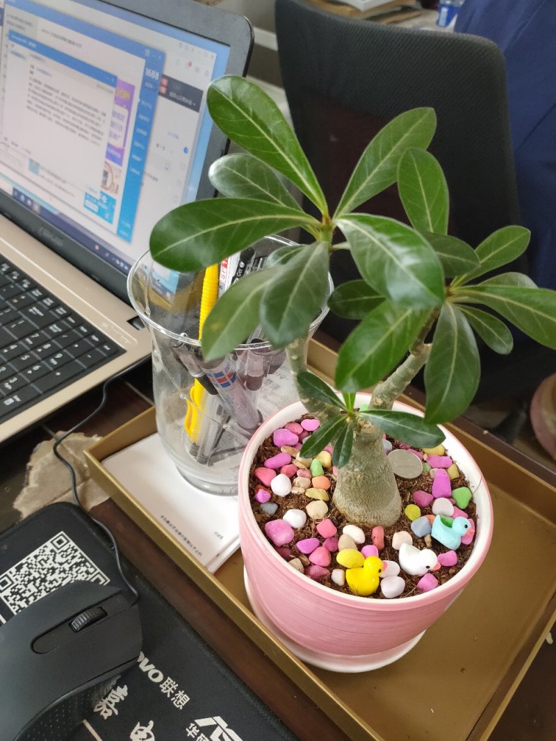 沙漠玫瑰盆栽多肉观型观花绿植喜阳耐旱基地直销