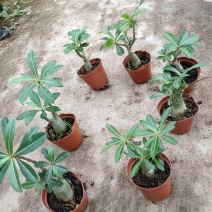 沙漠玫瑰盆栽多肉观型观花绿植喜阳耐旱基地直销