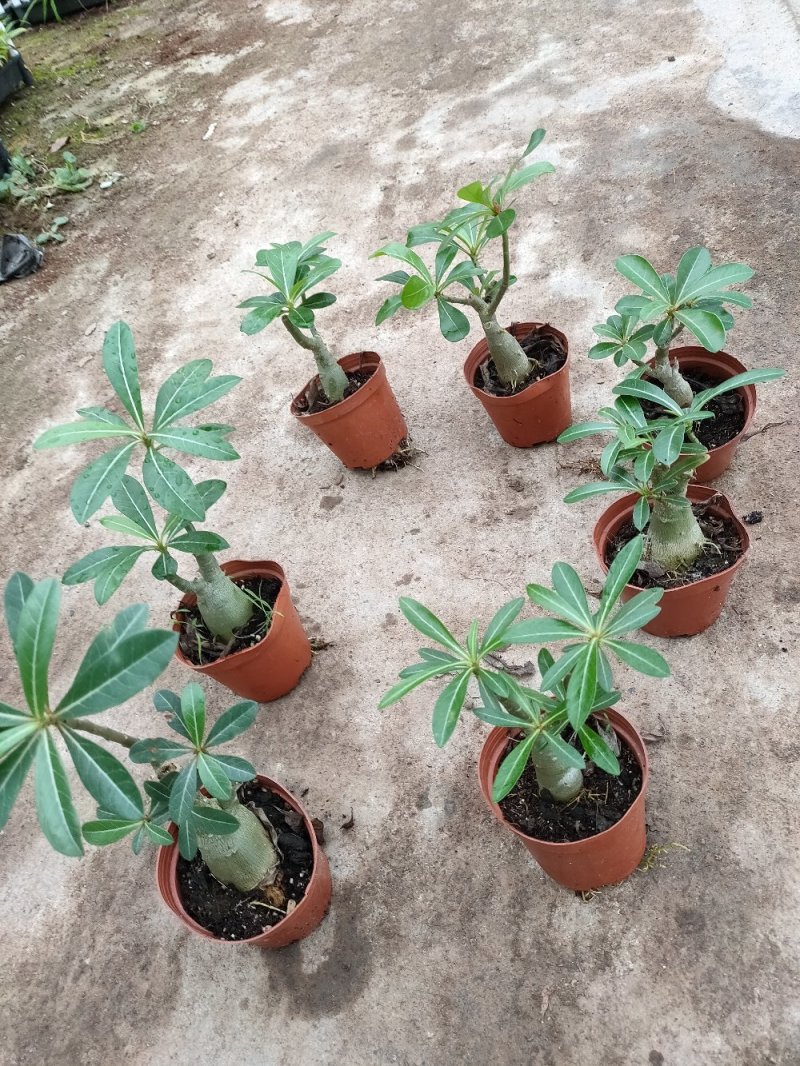 沙漠玫瑰盆栽多肉观型观花绿植喜阳耐旱基地直销