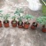 沙漠玫瑰盆栽多肉观型观花绿植喜阳耐旱基地直销