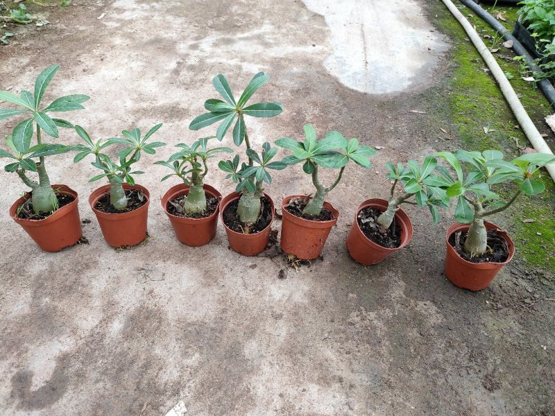 沙漠玫瑰盆栽多肉观型观花绿植喜阳耐旱基地直销
