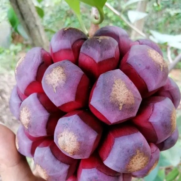 布福娜黑老虎