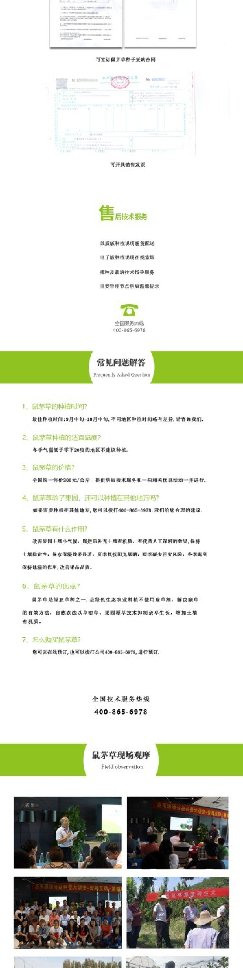 进口鼠茅草种子丨嘉禾源硕企业店