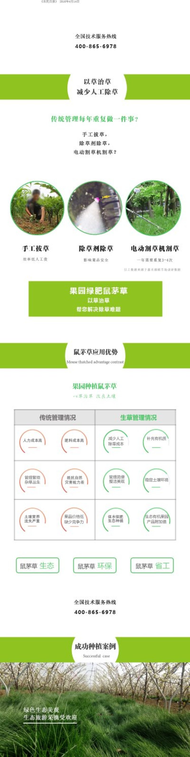 进口鼠茅草种子丨嘉禾源硕企业店