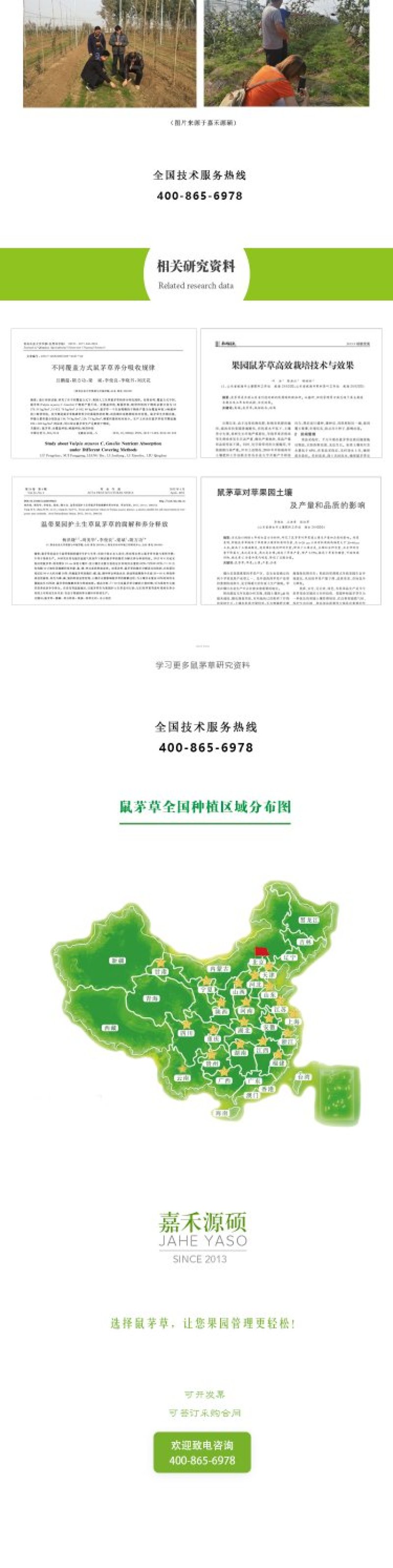 进口鼠茅草种子丨嘉禾源硕企业店