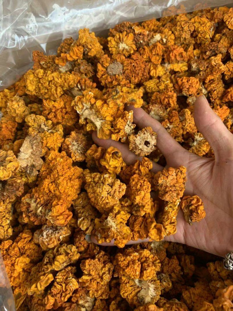 云南金耳云南椴木金耳