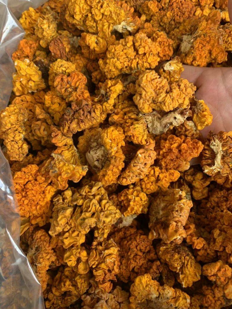 云南金耳云南椴木金耳