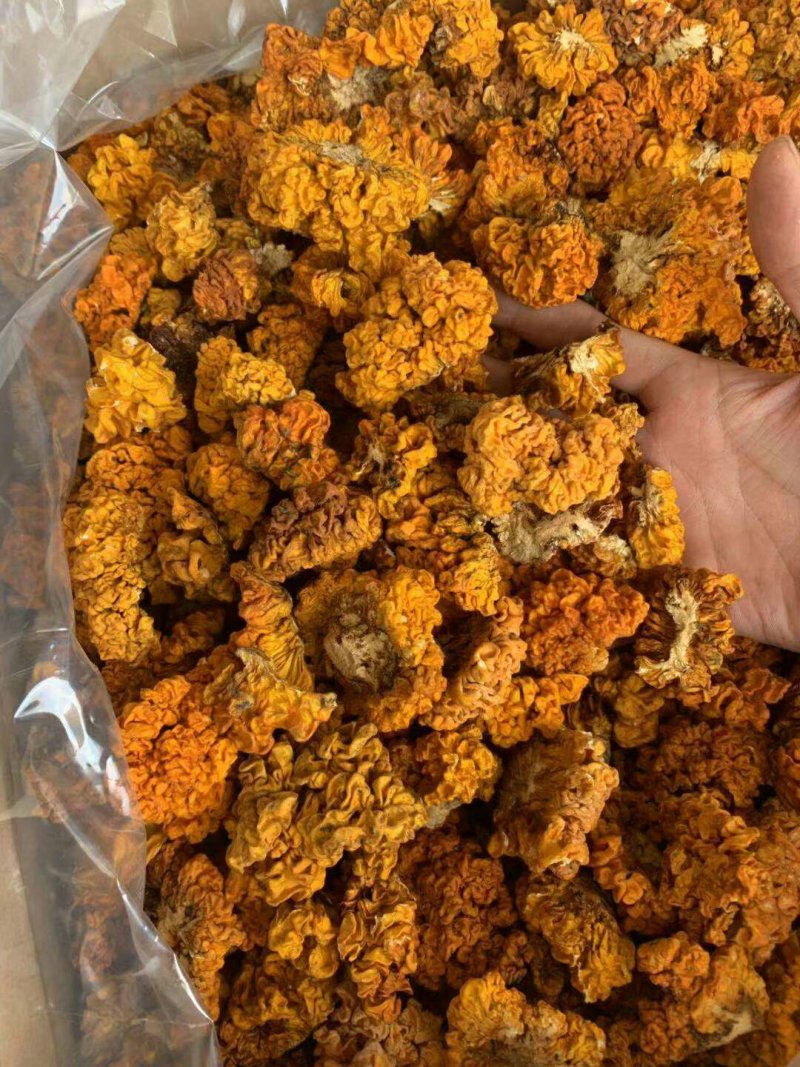 云南金耳云南椴木金耳