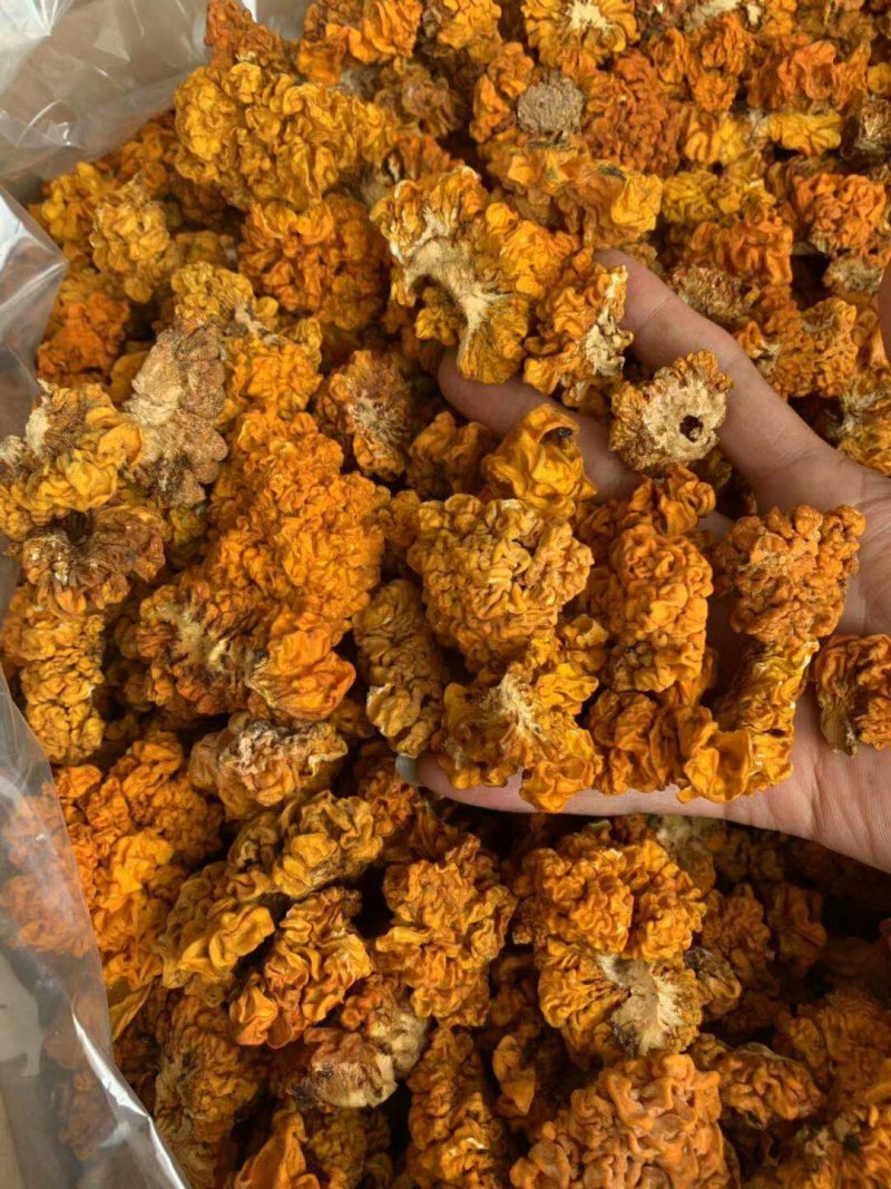 云南金耳云南椴木金耳