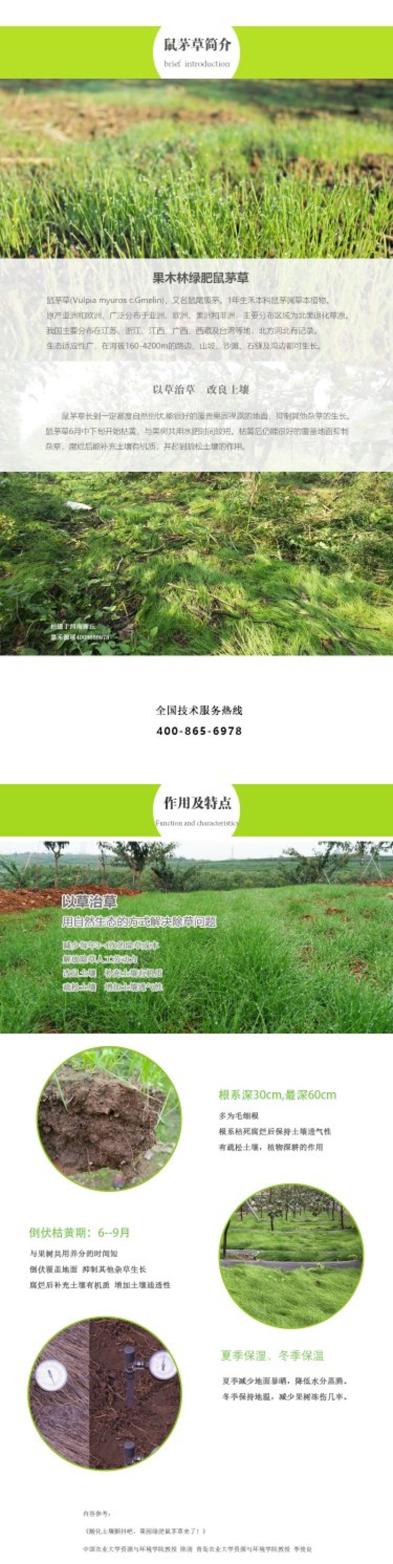 鼠茅草种子进口鼠茅草种子嘉禾源硕