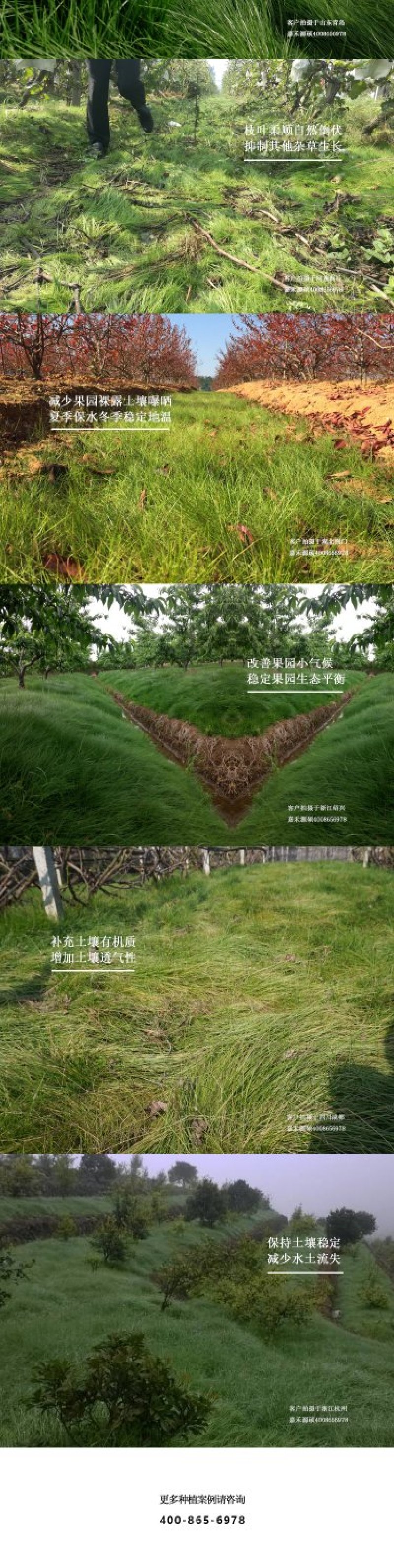 鼠茅草种子进口鼠茅草种子嘉禾源硕