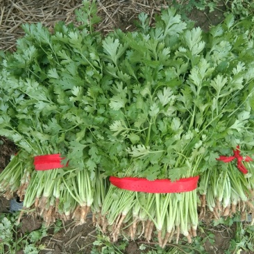 大叶香菜