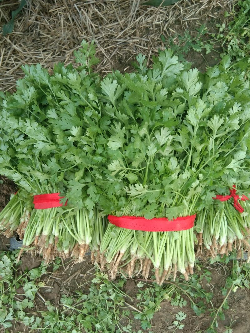 大叶香菜