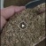 野生蒲公英种子春秋播种品种药用种子品种子