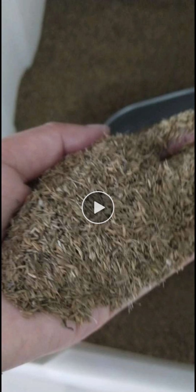 野生蒲公英种子春秋播种品种药用种子品种子