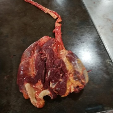 马肉