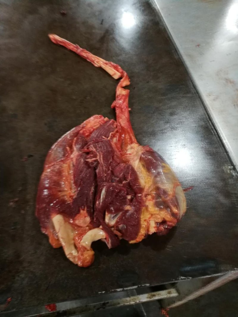马肉