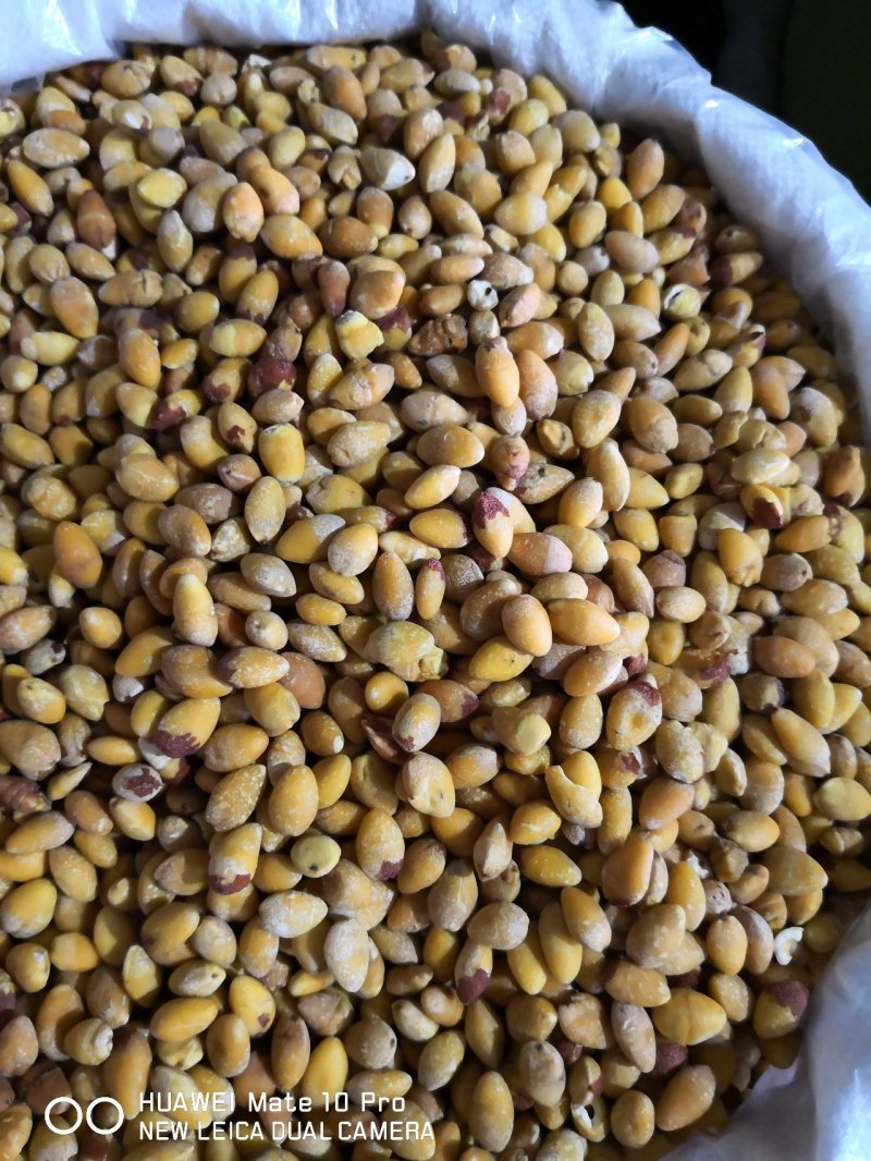 白果仁河北药食两用各种规格干货产地直销