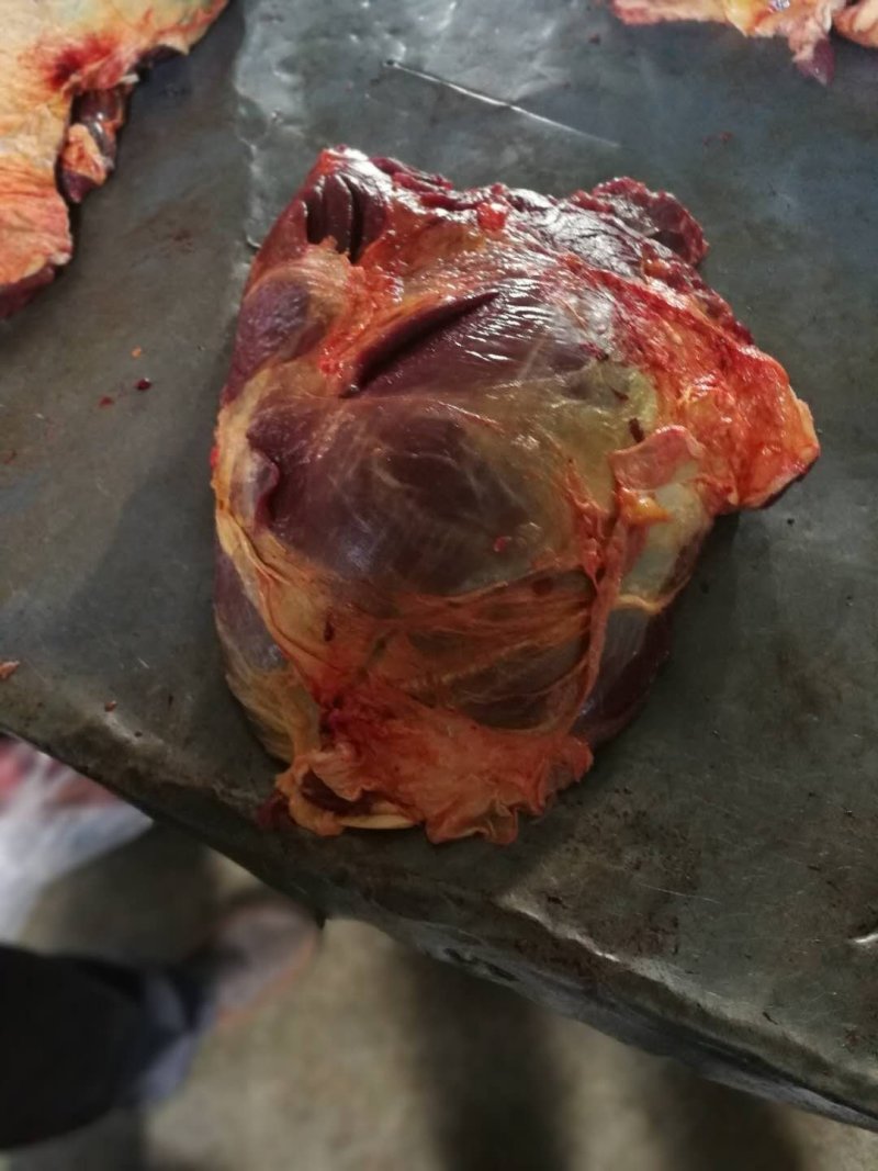 冷冻马肉