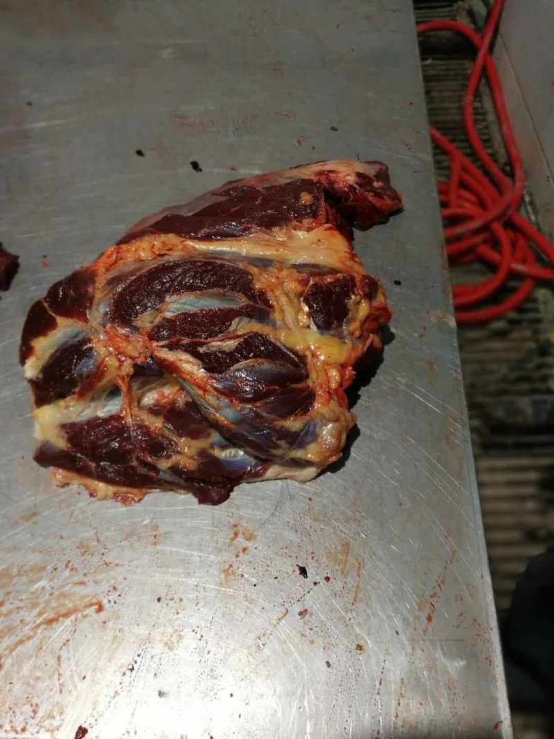 冷冻马肉