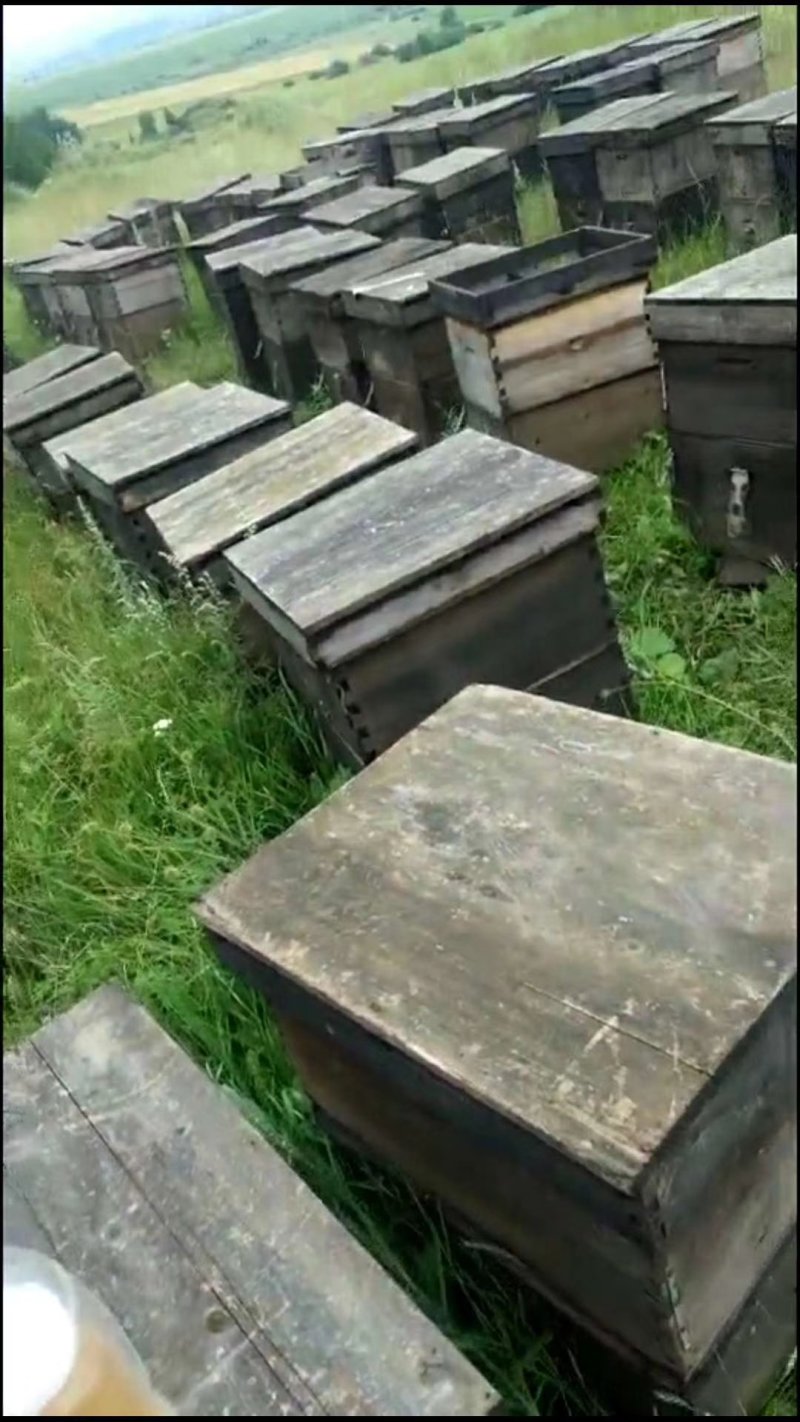 椴树蜜