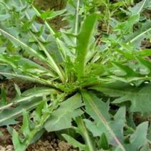蒲公英种子春秋播种品种种子绿化药用两收益种子