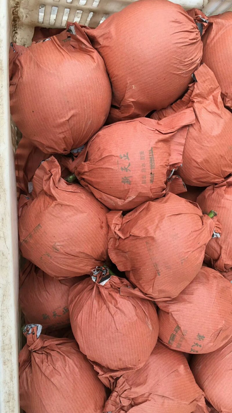 【实力热卖】江苏黄金梨新梨上市纸袋梨对接批发市场整车发货