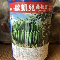 水果秋葵种子一代二代种子，订单种植包回收