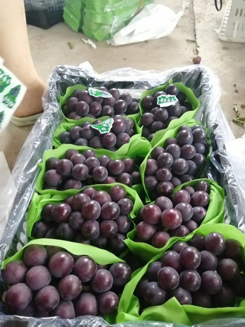 陕西省宝鸡市陈仓区巨峰葡萄