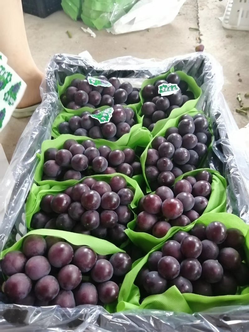 陕西省宝鸡市陈仓区巨峰葡萄