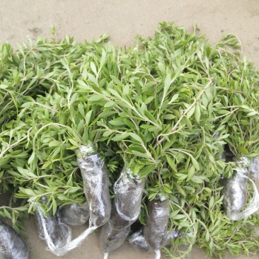垂盆草有土有水就能长得很好，脱盆带土保鲜膜包好包邮