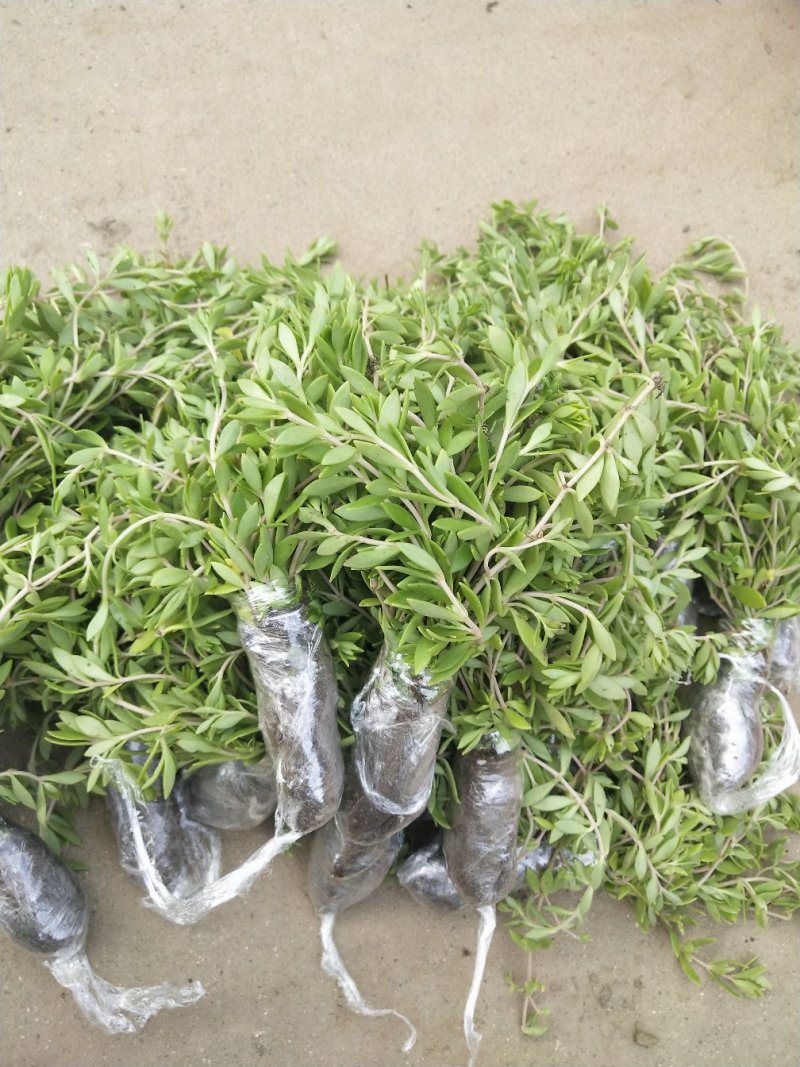 垂盆草有土有水就能长得很好，脱盆带土保鲜膜包好包邮