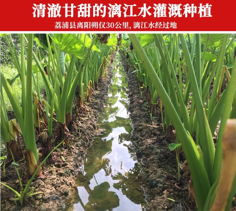 香芋正宗广西荔浦芋头一件代发一手货源