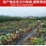 香芋正宗广西荔浦芋头一件代发一手货源