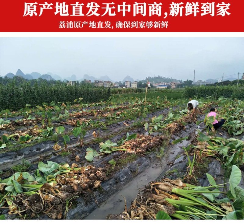 香芋正宗广西荔浦芋头一件代发一手货源