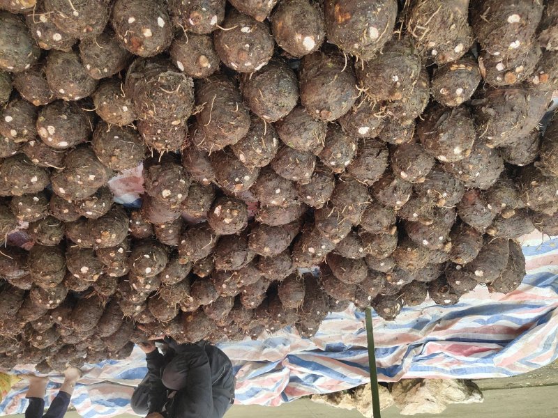 广西荔浦芋头香芋大量批发荔浦发货直供酒店超市电商