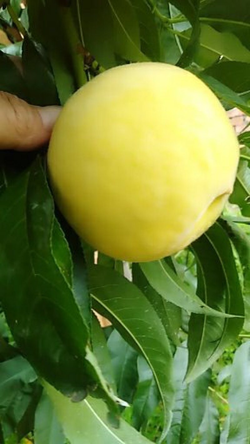 套袋黄桃