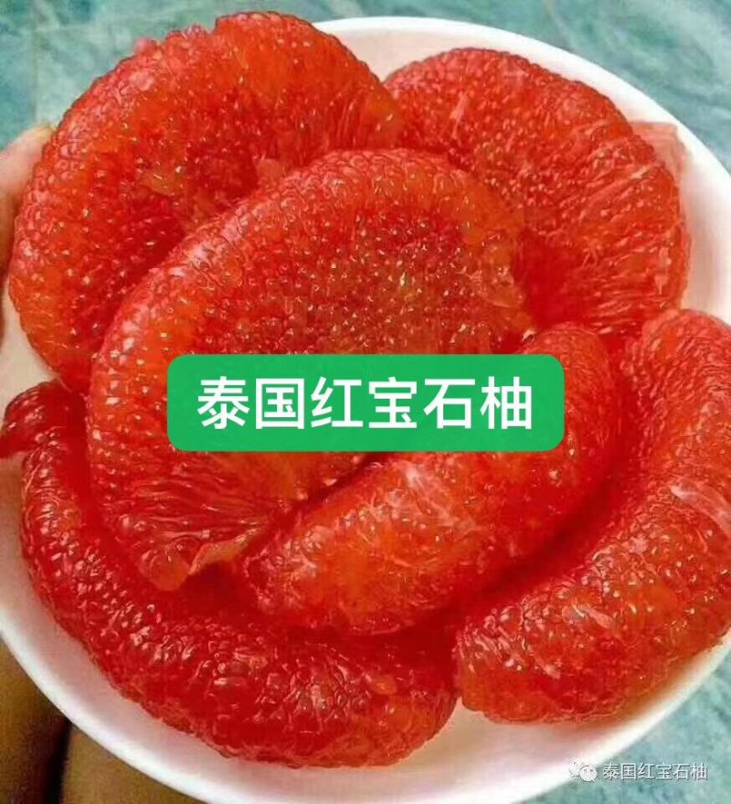 柚子枝条越南青柚，红宝石柚枝条。四十一枝，百技起批