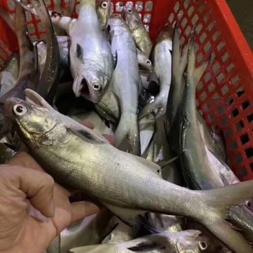 马友鱼